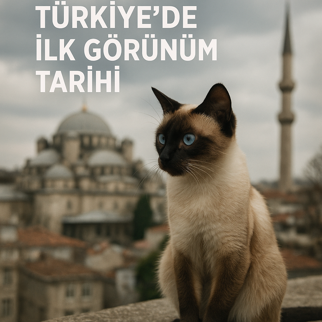 Siyam Kedileri: Türkiye’de İlk Görünüm Tarihi
